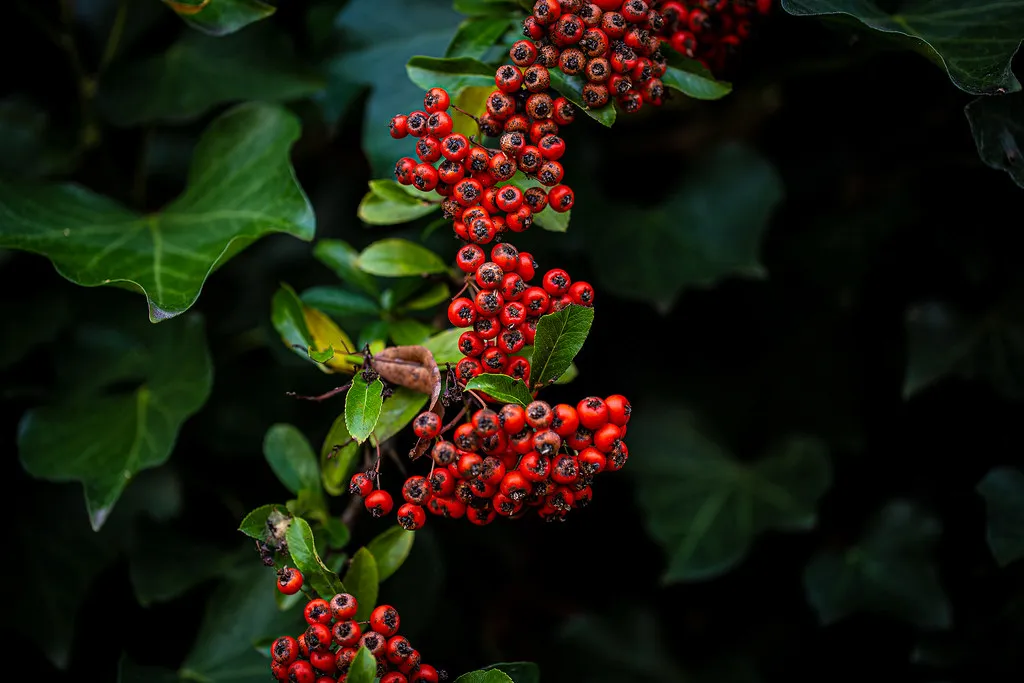 Rote Beeren an einem Zweig