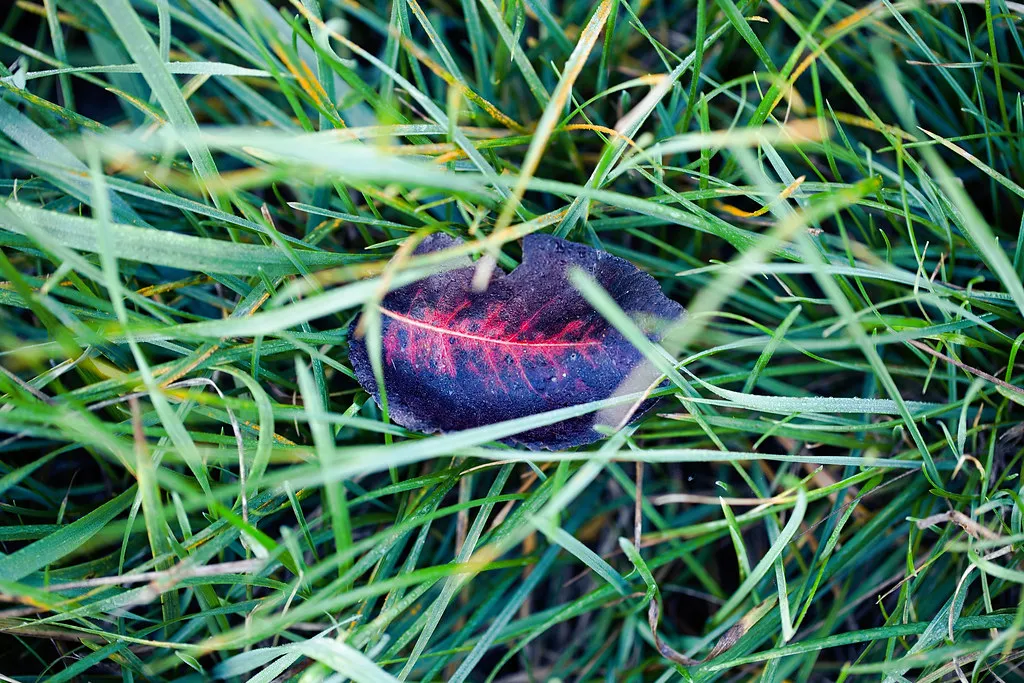 Dunkelrotes Herbstblatt im Gras