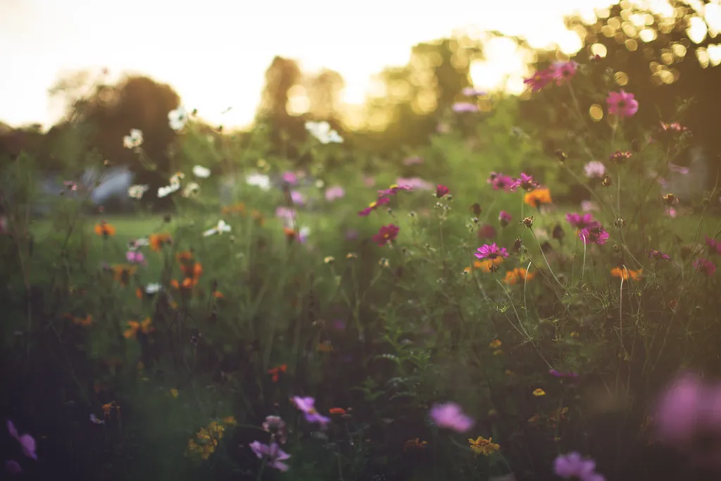 Blumenwiese im Gegenlicht der Abendsonne