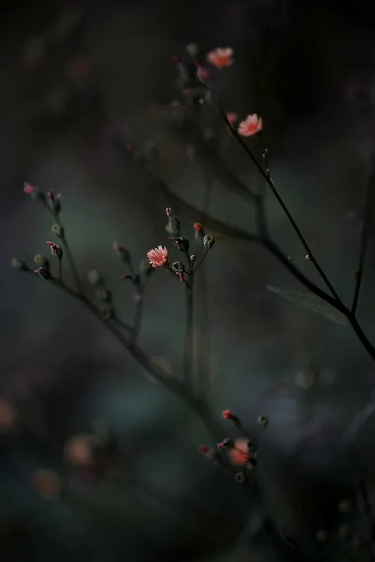 Zarte rosa Blüten vor dunklem Hintergrund