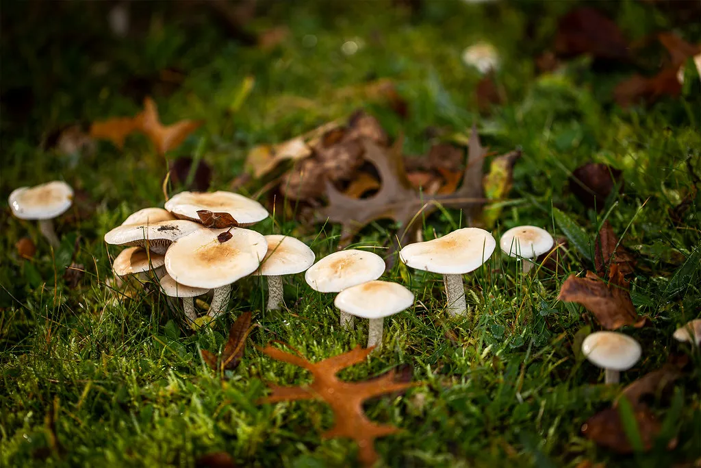 Kleine Pilze auf dem Waldboden