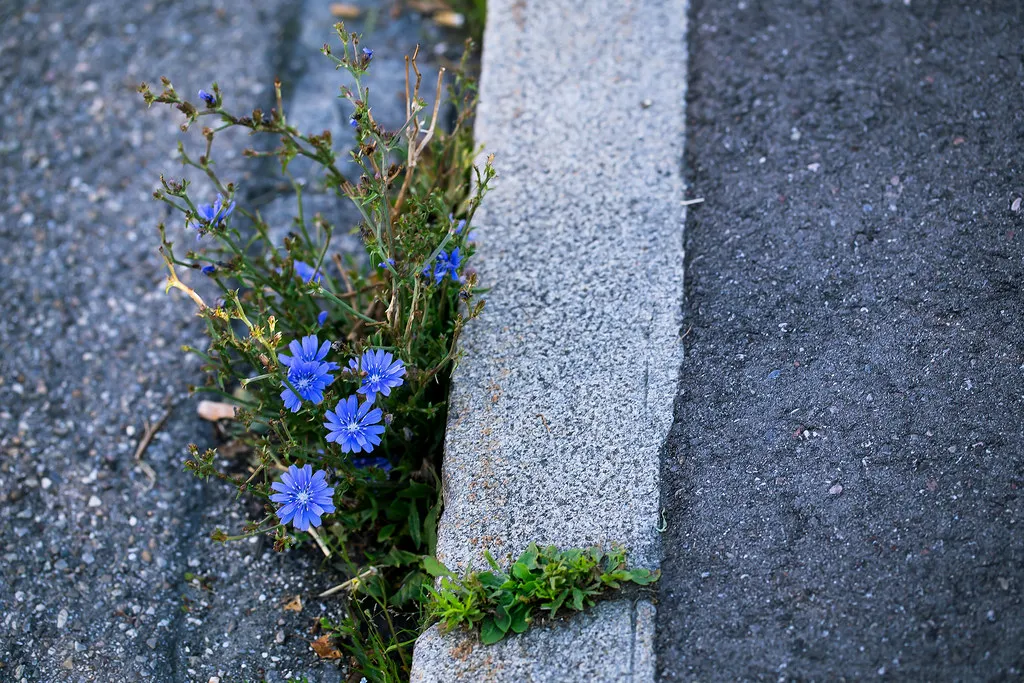 Wegwarte, die aus der Ritze zwischen Bordstein und Asphalt wächst