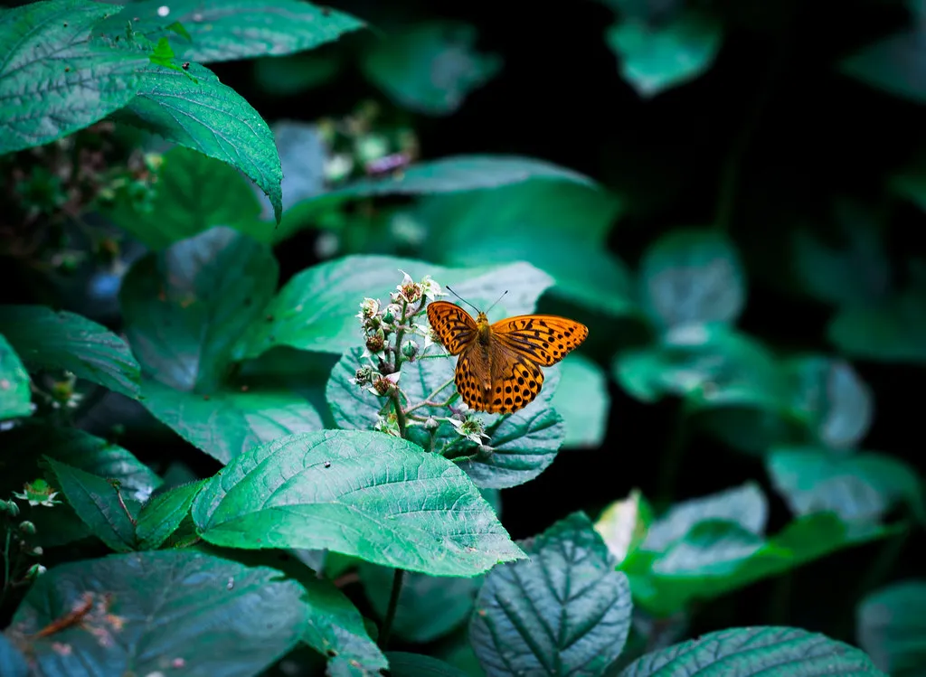 Schmetterling auf einer Brombeerblüte am Wegrand